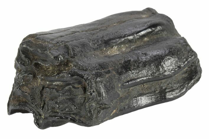 Pleistocene Aged Fossil Horse Tooth - South Carolina #247890